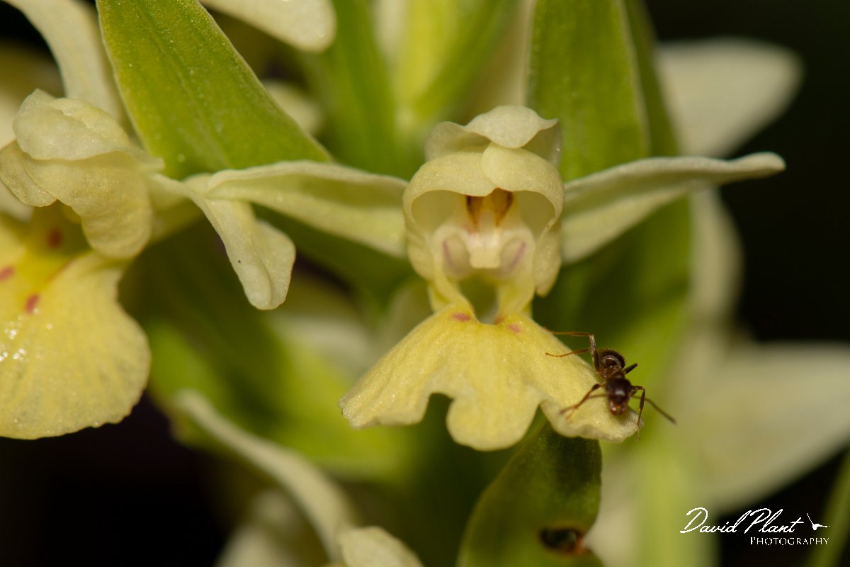 DPPhotography - Corsica - Dactylorhiza insularis - B.jpg - Dactylorhiza insularis - Cascade de Anglais, Corsica
