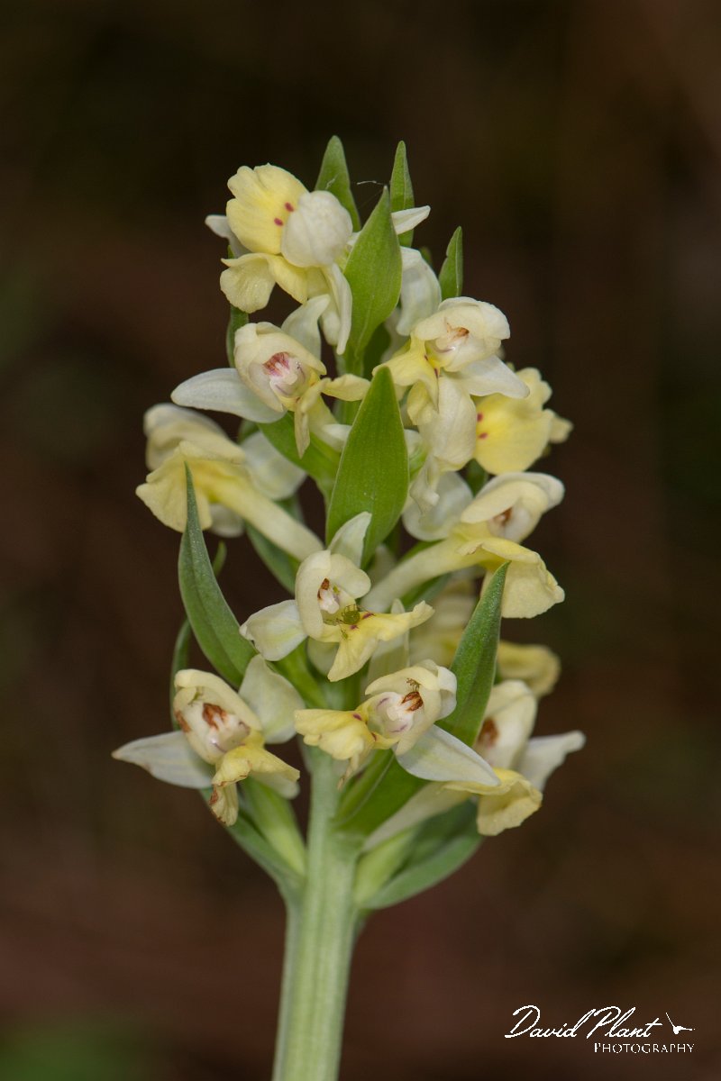 DPPhotography - Corsica - Dactylorhiza insularis - C.jpg - Dactylorhiza insularis - Verghello Valley, Corsica