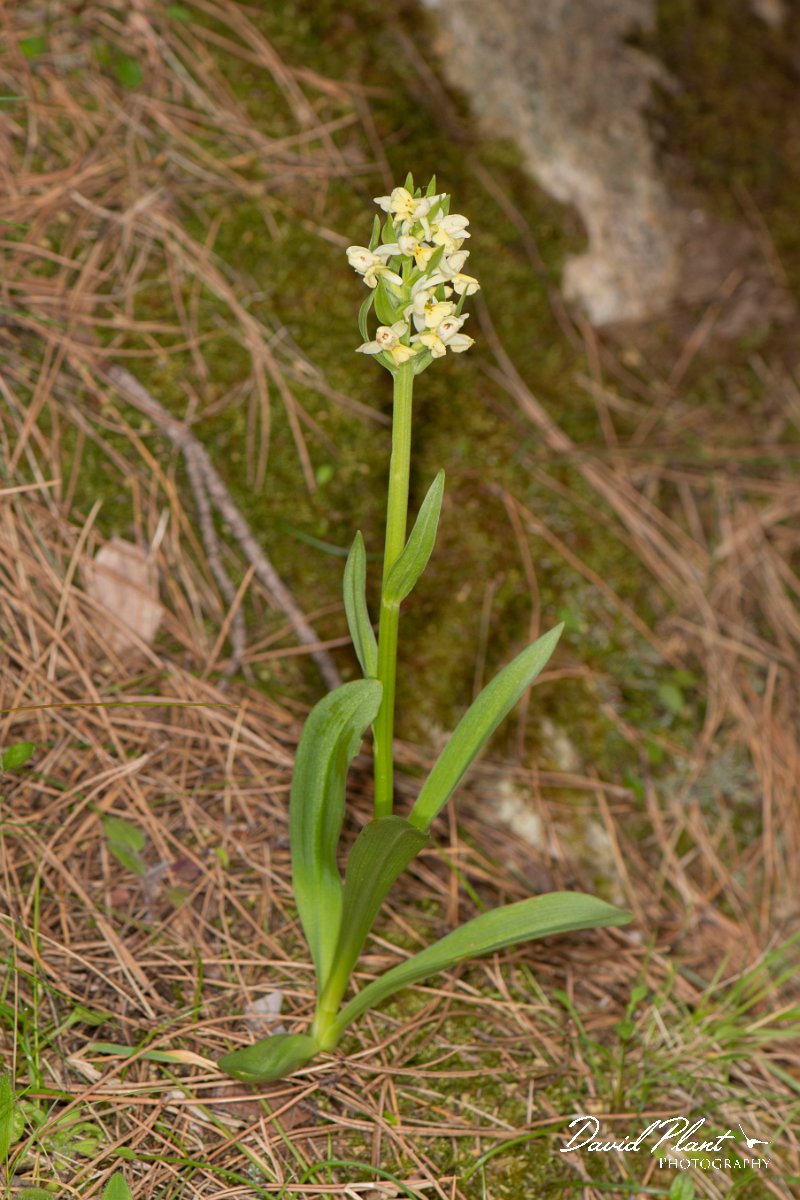 DPPhotography - Corsica - Dactylorhiza insularis - D.jpg - Dactylorhiza insularis - Verghello Valley, Corsica