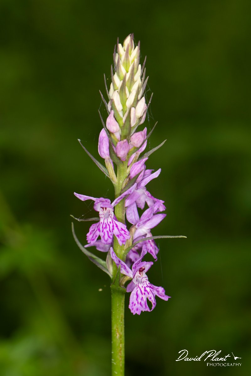 DPPhotography - Corsica - Dactylorhiza saccifera - A.jpg - Dactylorhiza saccifera - Verghello Valley, Corsica