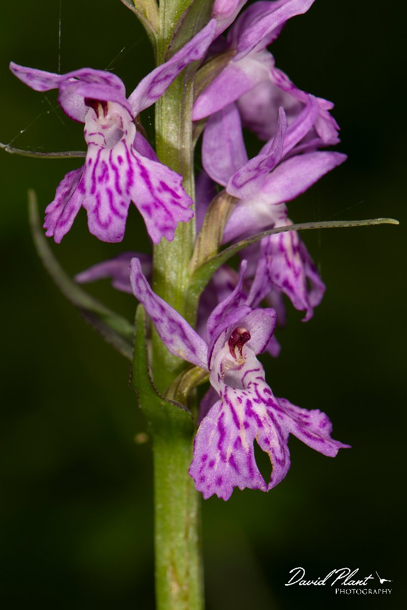 DPPhotography - Corsica - Dactylorhiza saccifera - B.jpg - Dactylorhiza saccifera - Verghello Valley, Corsica