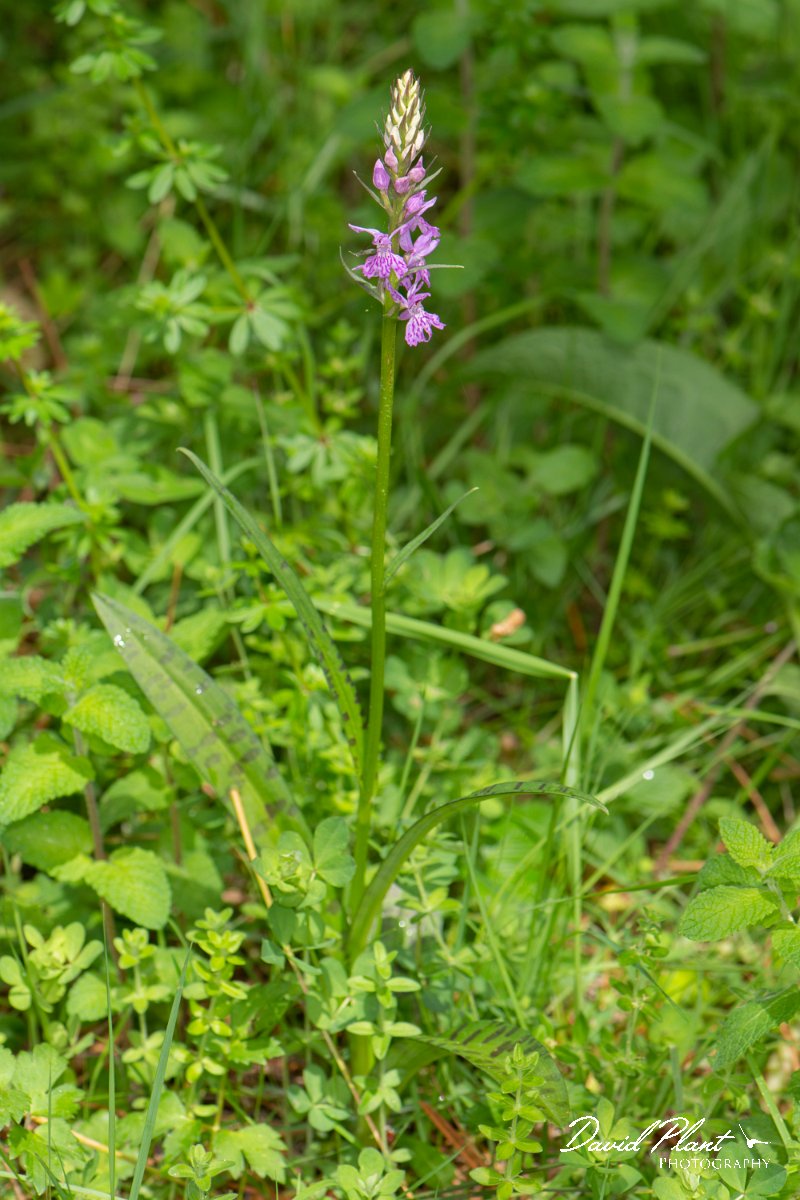 DPPhotography - Corsica - Dactylorhiza saccifera - C.jpg - Dactylorhiza saccifera - Verghello Valley, Corsica