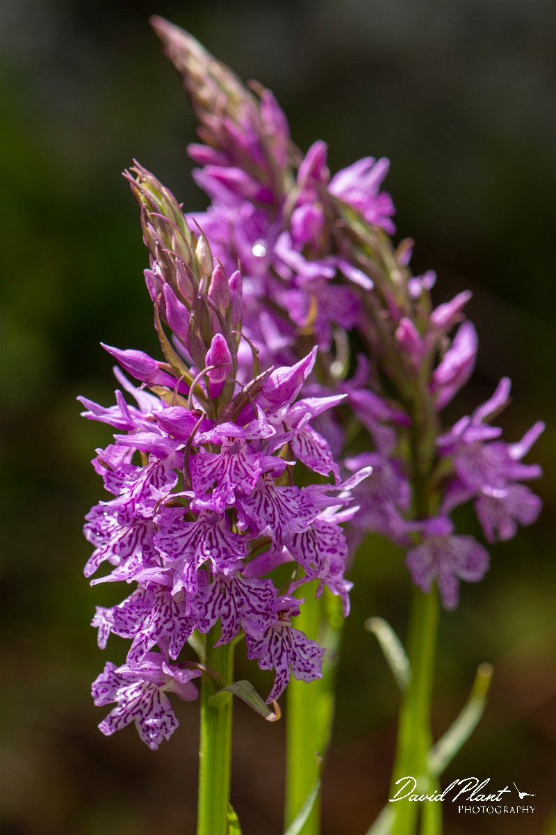 DPPhotography - Corsica - Dactylorhiza saccifera - E.jpg - Dactylorhiza saccifera - Verghello Valley, Corsica