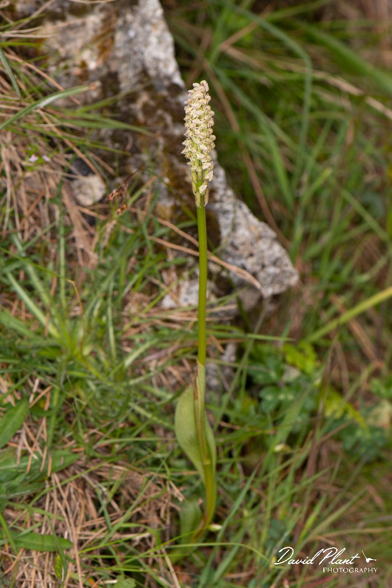 DPPhotography - Corsica - Dense-flowered Orchid, Neotinea maculata - B.jpg - Neotinea maculata, Dense-flowered Orchid - Verghello Valley, Corsica