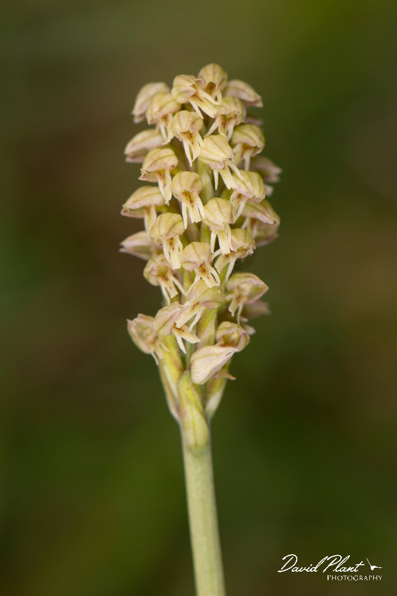 DPPhotography - Corsica - Dense-flowered Orchid, Neotinea maculata - C.jpg - Neotinea maculata, Dense-flowered Orchid - Verghello Valley, Corsica