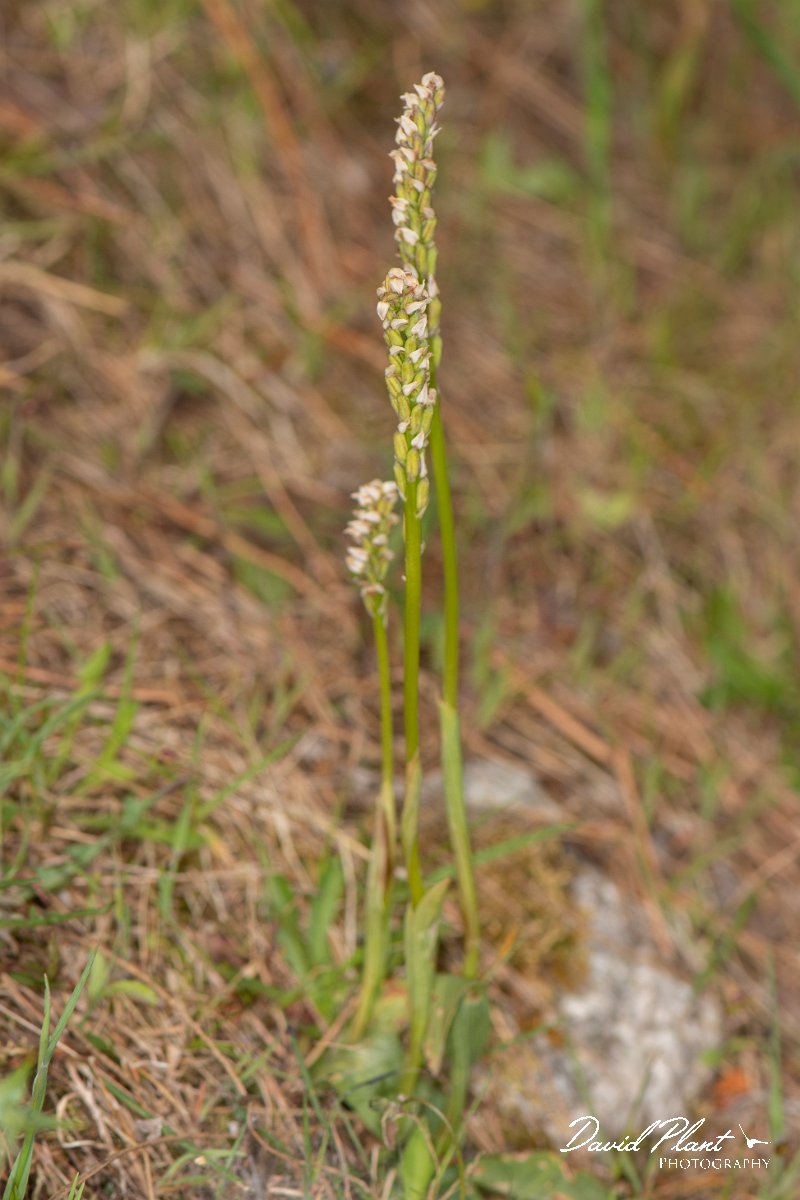 DPPhotography - Corsica - Dense-flowered Orchid, Neotinea maculata - D.jpg - Neotinea maculata, Dense-flowered Orchid - Verghello Valley, Corsica