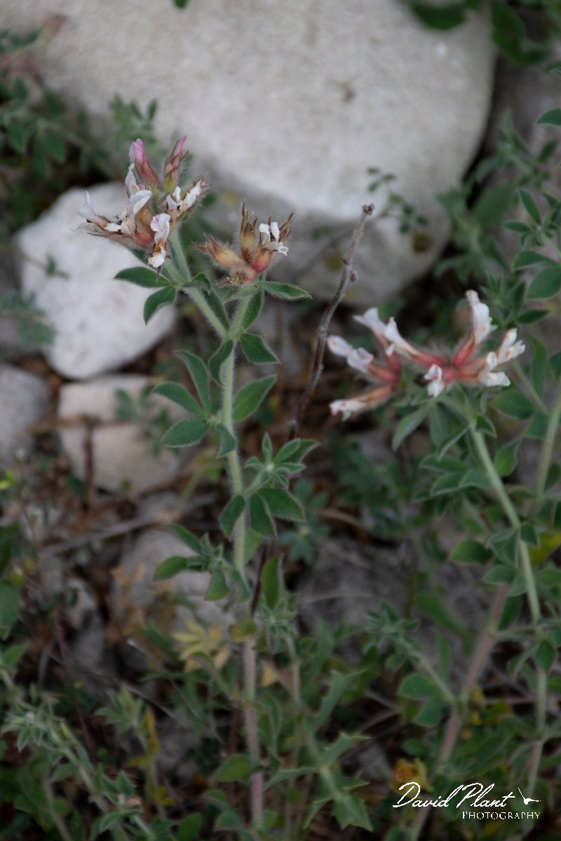 DPPhotography - Corsica - Dorycnium hirsutum - A.jpg - Dorycnium hirsutum - Capo Pertusato, Corsica