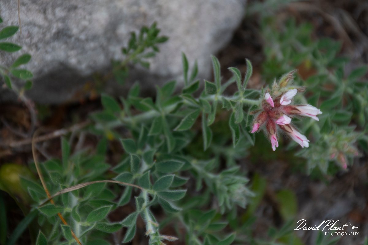 DPPhotography - Corsica - Dorycnium hirsutum - B.jpg - Dorycnium hirsutum - Capo Pertusato, Corsica
