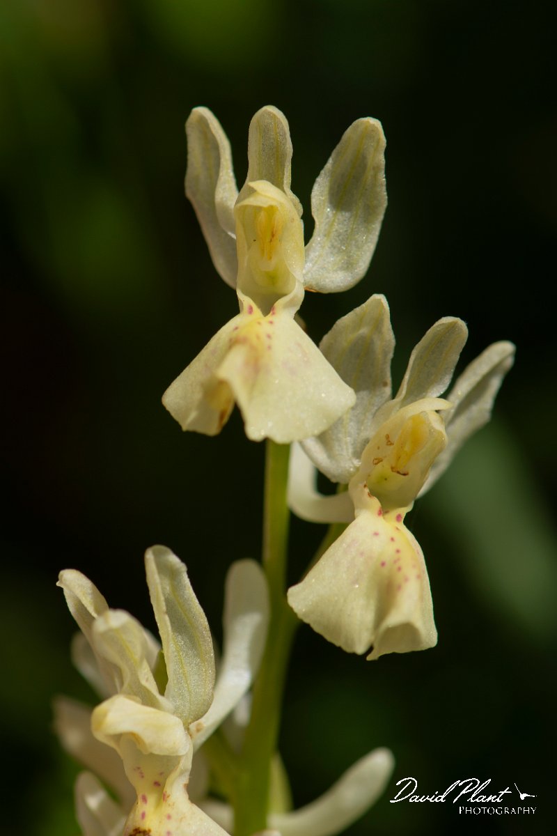 DPPhotography - Corsica - Elder-flowered orchid, Dactylorhiza sambucina - A.jpg - Dactylorhiza sambucina, Elder-flowered orchid - Verghello Valley, Corsica