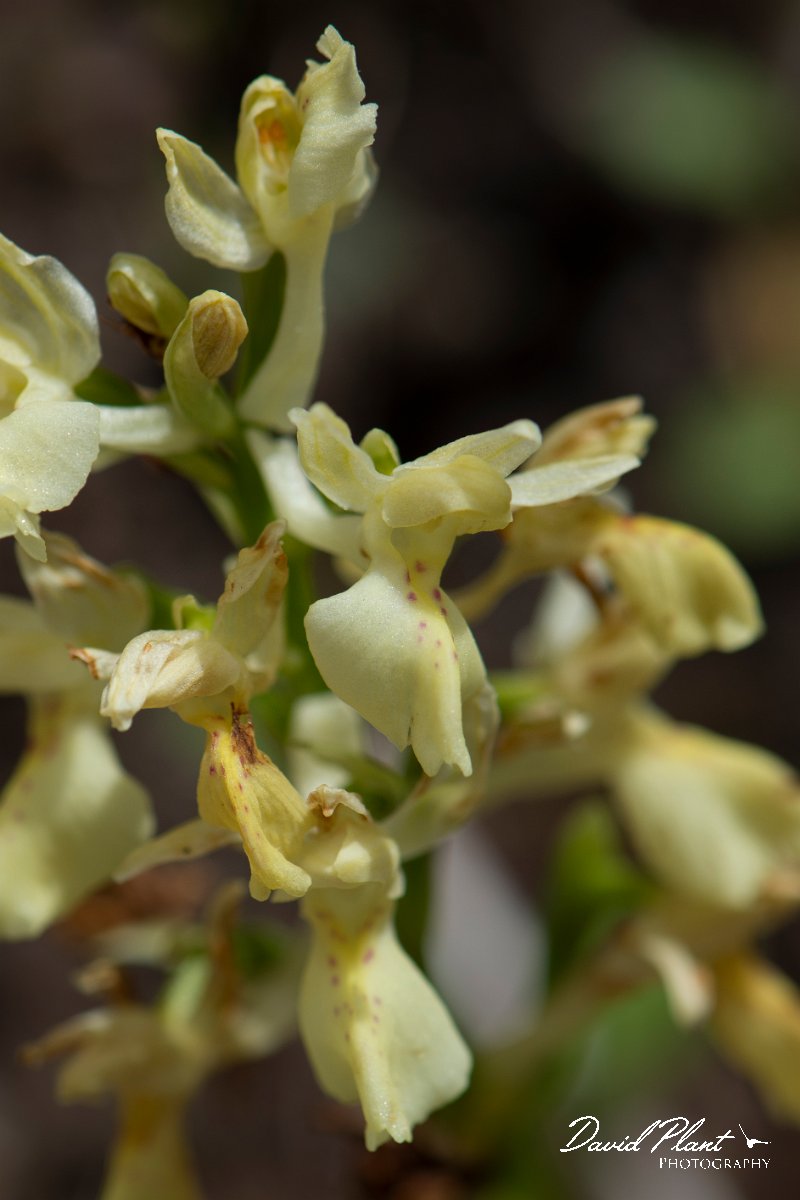 DPPhotography - Corsica - Elder-flowered orchid, Dactylorhiza sambucina - C.jpg - Dactylorhiza sambucina, Elder-flowered orchid - Verghello Valley, Corsica