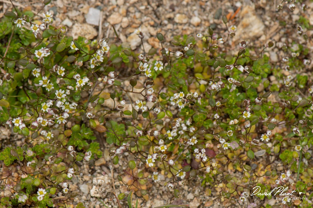 DPPhotography - Corsica - Erophila verna - A.jpg - Erophila verna - Col de Verghio, Corsica