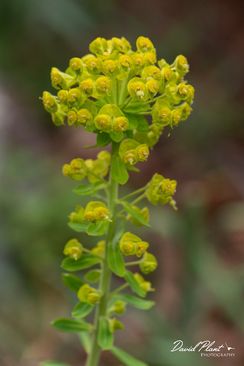 DPPhotography - Corsica - Euphorbia characias - A.jpg - Euphorbia characias - Verghello Valley, Corsica
