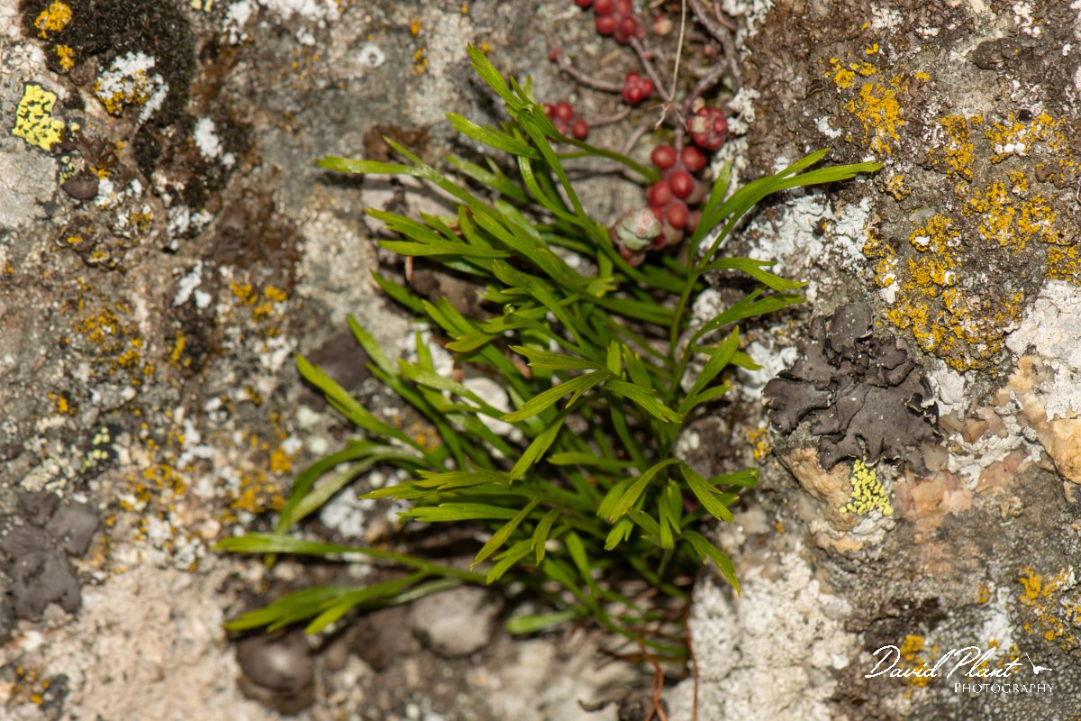 DPPhotography - Corsica - Forked spleenwort - A.jpg - Asplenium septentrionale, Forked spleenwort - Col de Verghio, Corsica