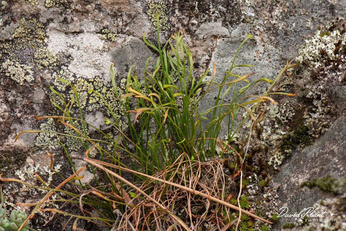 DPPhotography - Corsica - Forked spleenwort - B.jpg - Asplenium septentrionale, Forked spleenwort - Verghello Valley, Corsica