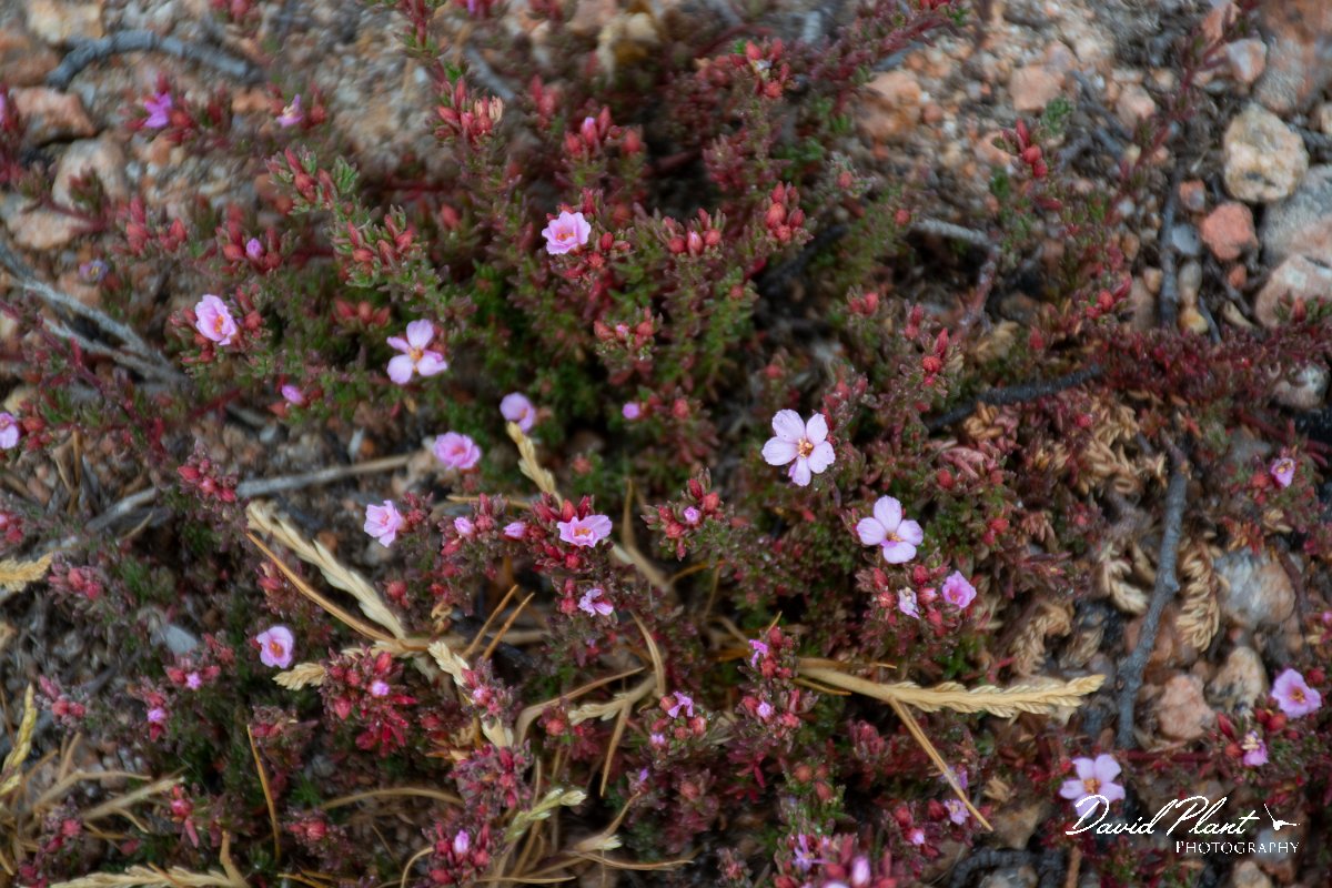 DPPhotography - Corsica - Frankenia laevis - A.jpg - Frankenia laevis - Capo Pertusato, Corsica