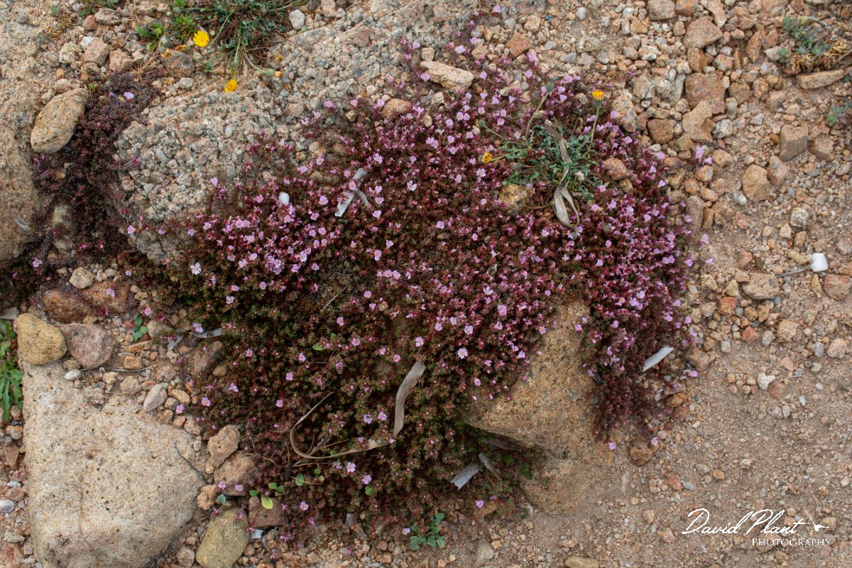 DPPhotography - Corsica - Frankenia laevis - B.jpg - Frankenia laevis - Coast Golfe de Ventilegne, Corsica