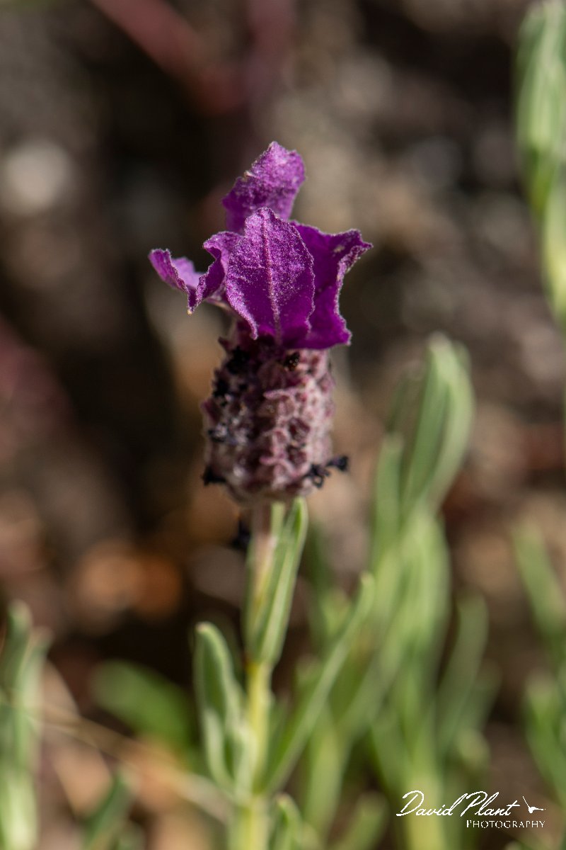 DPPhotography - Corsica - French lavender, Lavandula stoechas - A.jpg - Lavandula stoechas, French lavender - Verghello Valley, Corsica