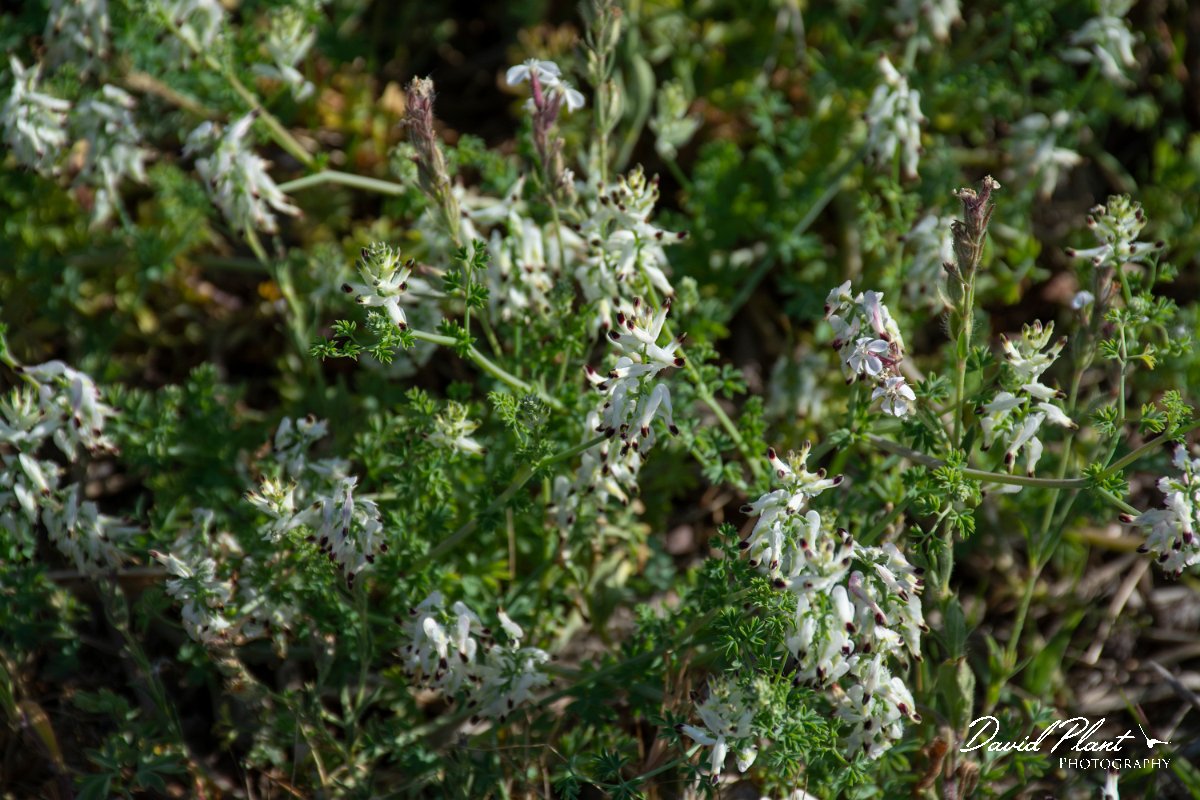 DPPhotography - Corsica - Fumaria flabellata - A.jpg - Fumaria flabellata - Marina d'Oru beach, Corsica