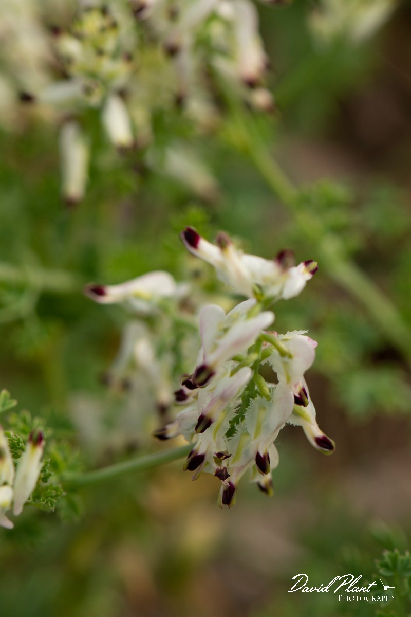 DPPhotography - Corsica - Fumaria flabellata - B.jpg - Fumaria flabellata - Marina d'Oru beach, Corsica