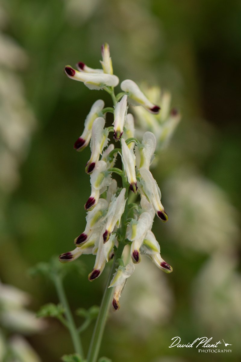 DPPhotography - Corsica - Fumaria flabellata - C.jpg - Fumaria flabellata - Marina d'Oru beach, Corsica