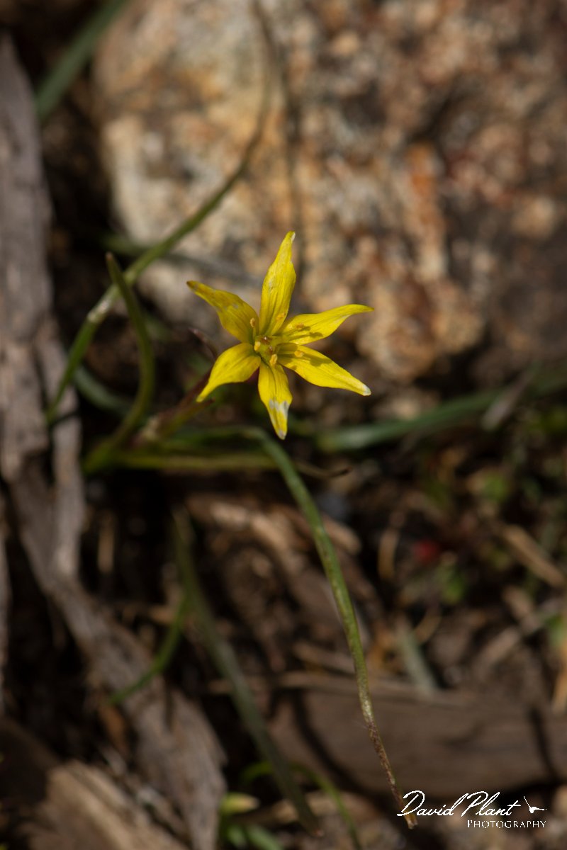 DPPhotography - Corsica - Gagea bohemica - C.jpg - Gagea bohemica - Col de Verghio, Corsica