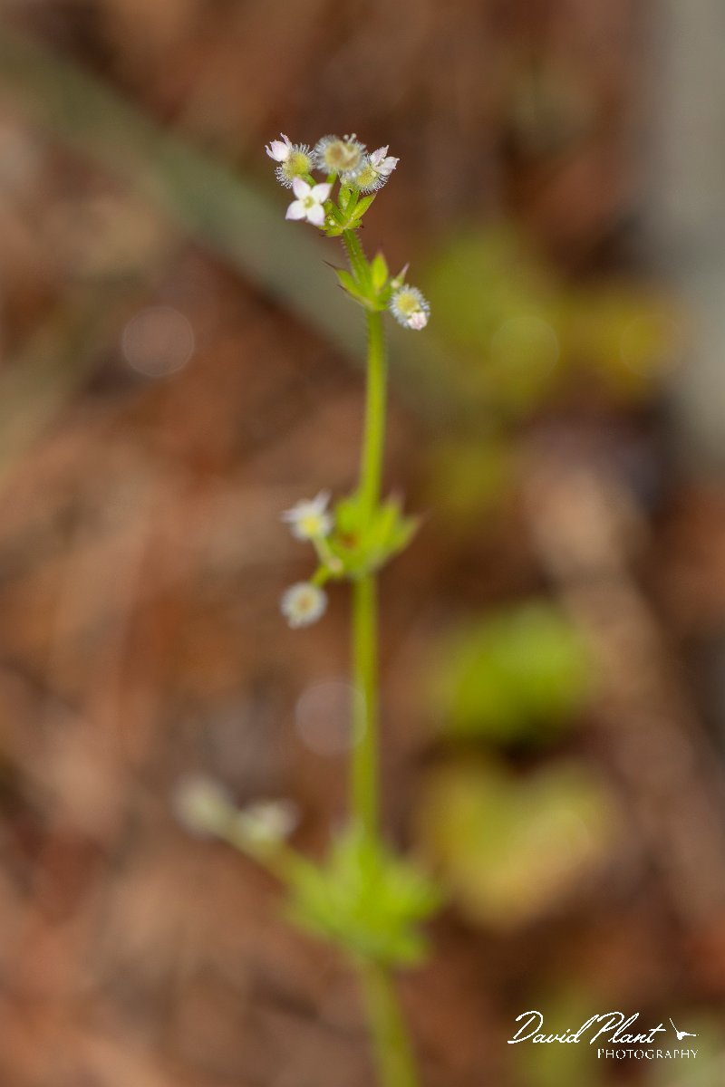DPPhotography - Corsica - Galium minutulum - A.jpg - Galium minutulum - Col d'Erbajo, Corsica