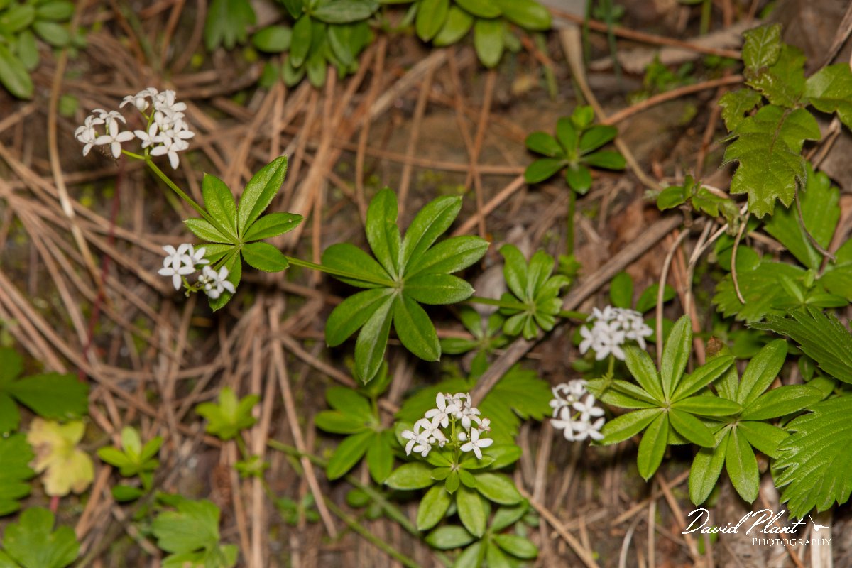 DPPhotography - Corsica - Galium odoratum - A.jpg - Galium odoratum - Col d'Erbajo, Corsica