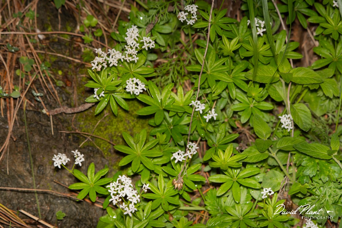 DPPhotography - Corsica - Galium odoratum - B.jpg - Galium odoratum - Col d'Erbajo, Corsica