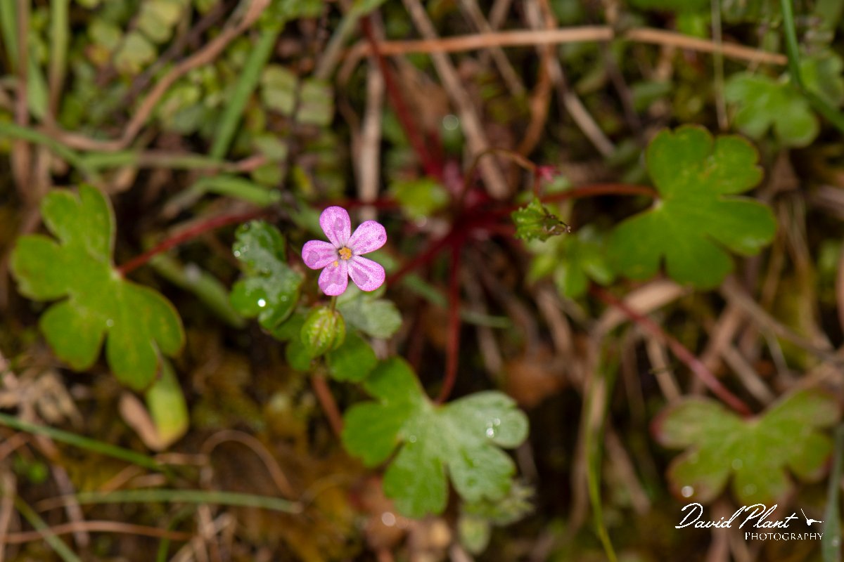 DPPhotography - Corsica - Geranium lucidum - A.jpg - Geranium lucidum - Col d'Erbajo, Corsica