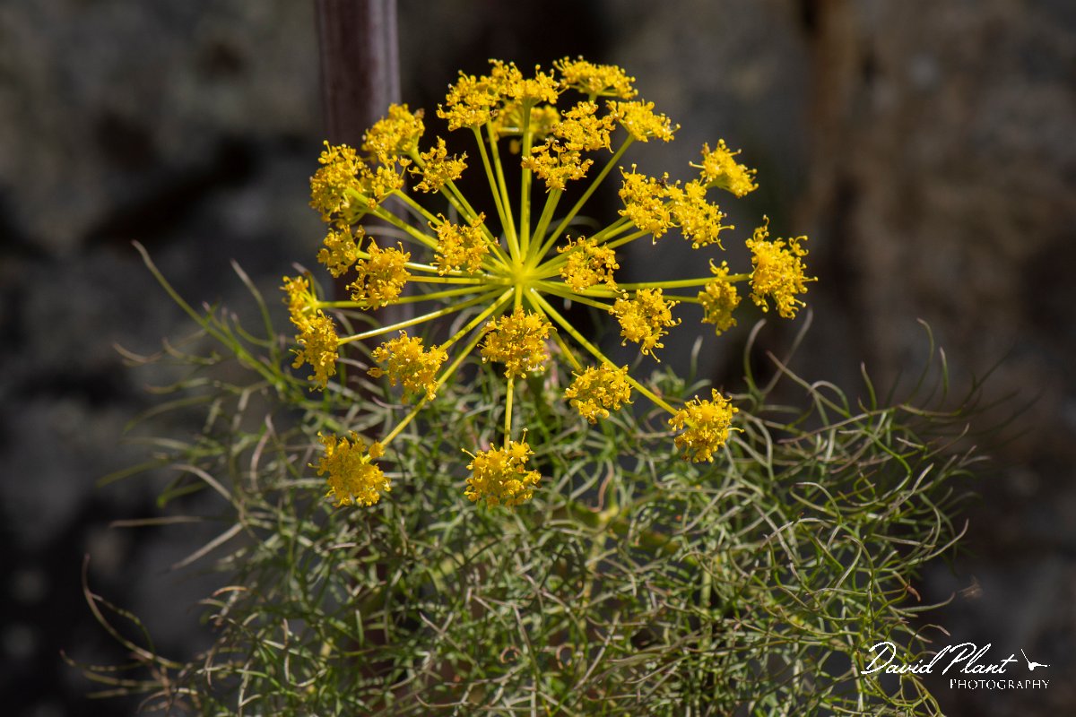 DPPhotography - Corsica - Giant fennel, Ferula communis - A.jpg - Ferula communis, Giant fennel - Verghello Valley, Corsica