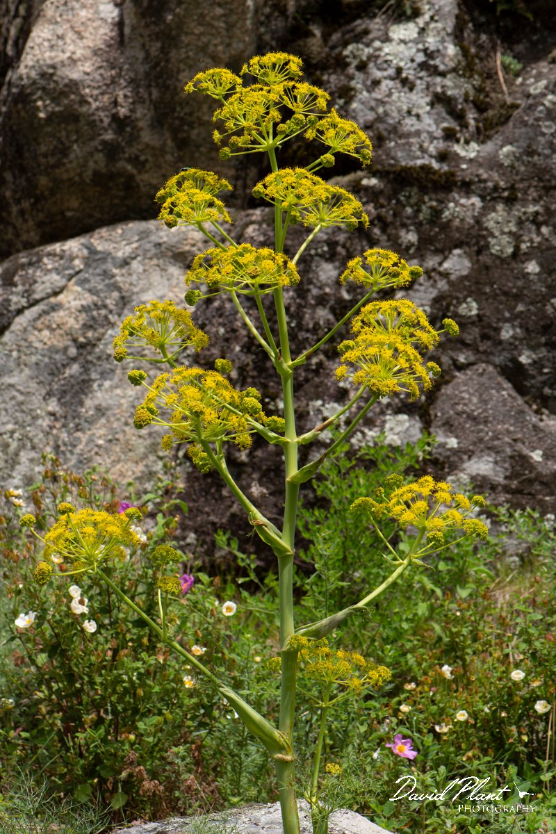 DPPhotography - Corsica - Giant fennel, Ferula communis - C.jpg - Ferula communis, Giant fennel - Verghello Valley, Corsica