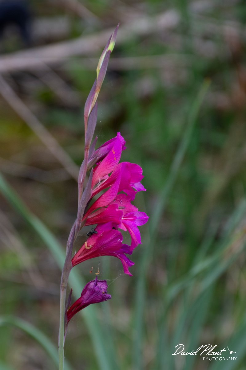 DPPhotography - Corsica - Gladiolus dubius - A.jpg - Gladiolus dubius - D143-D43 bridge, Corsica