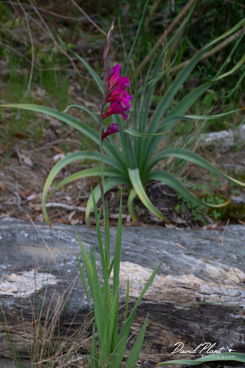 DPPhotography - Corsica - Gladiolus dubius - B.jpg - Gladiolus dubius - D143-D43 bridge, Corsica