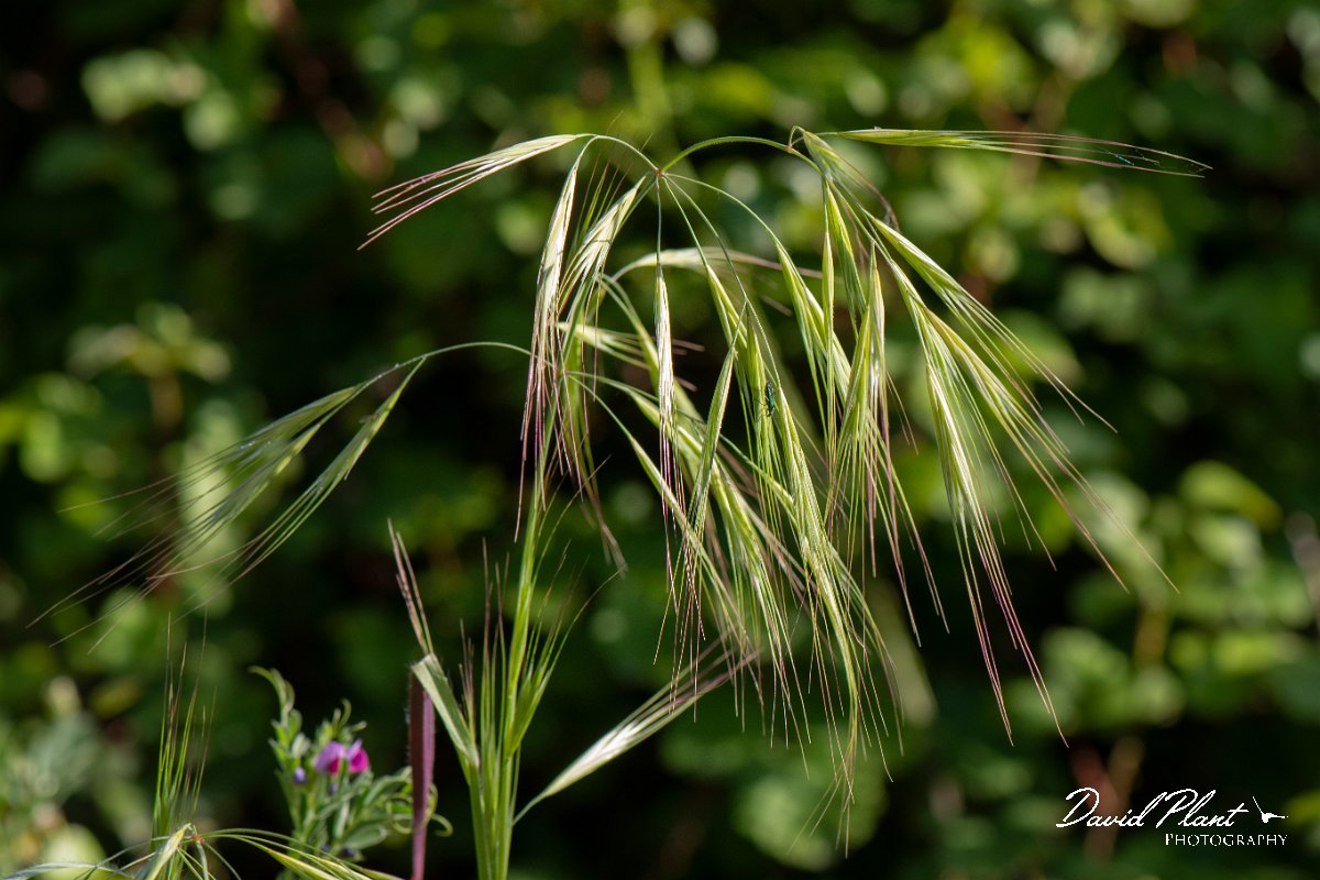 DPPhotography - Corsica - Great brome - A.jpg - Anisantha diandra, Great brome - Marina d'Oru beach, Corsica