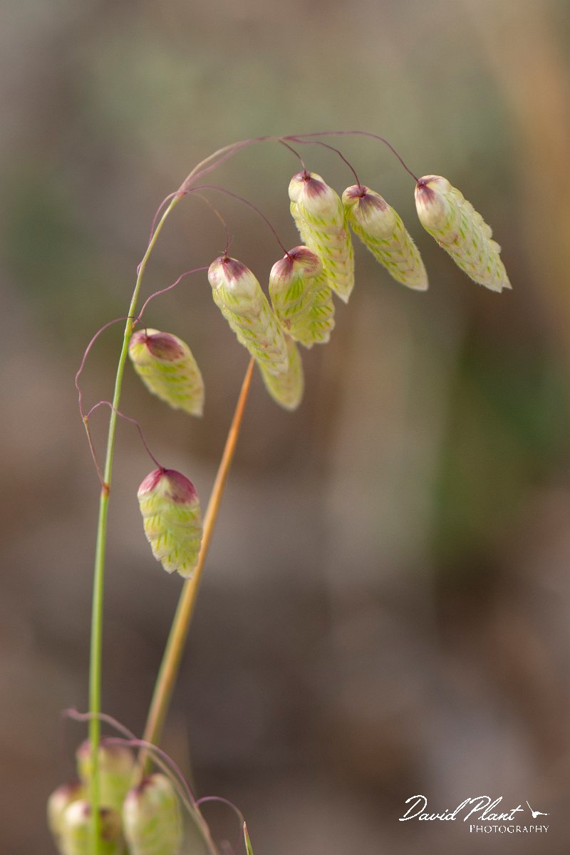 DPPhotography - Corsica - Greater quaking-grass - A.jpg - Briza maxima, Greater quaking-grass - Marina d'Oru beach, Corsica