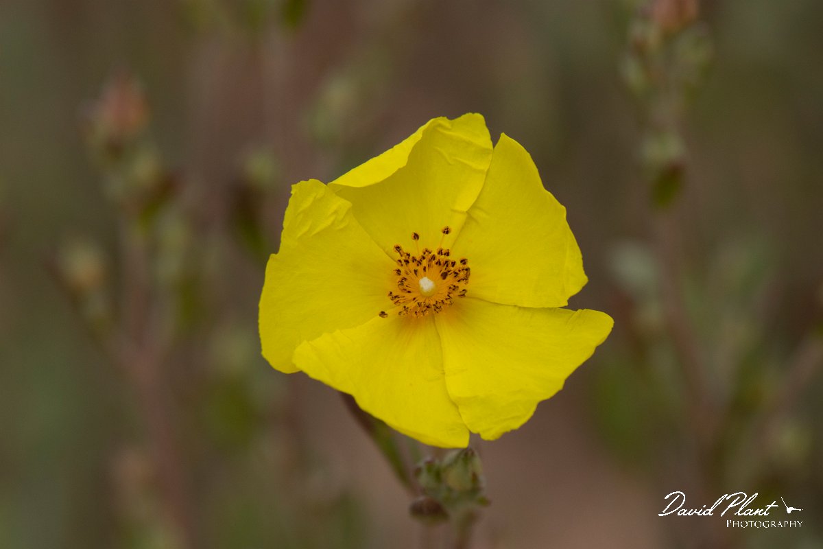 DPPhotography - Corsica - Halimium halimifolium - B.jpg - Halimium halimifolium - Coast Golfe de Ventilegne, Corsica
