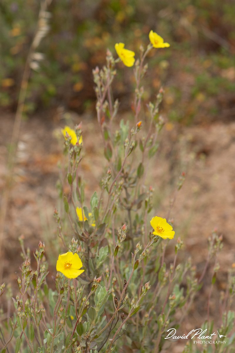DPPhotography - Corsica - Halimium halimifolium - C.jpg - Halimium halimifolium - Coast Golfe de Ventilegne, Corsica