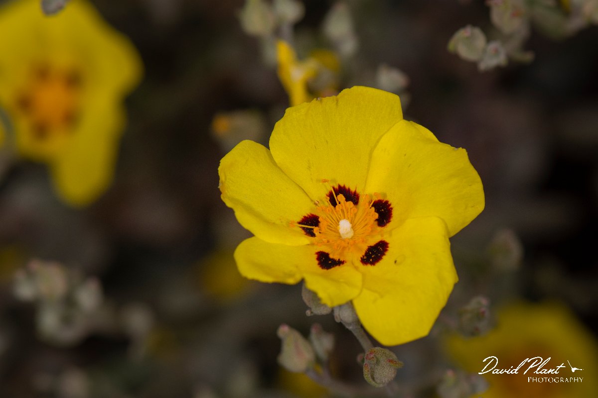 DPPhotography - Corsica - Halimium halimifolium - D.jpg - Halimium halimifolium - Tour de Diana, Etand de Diane, Corsica