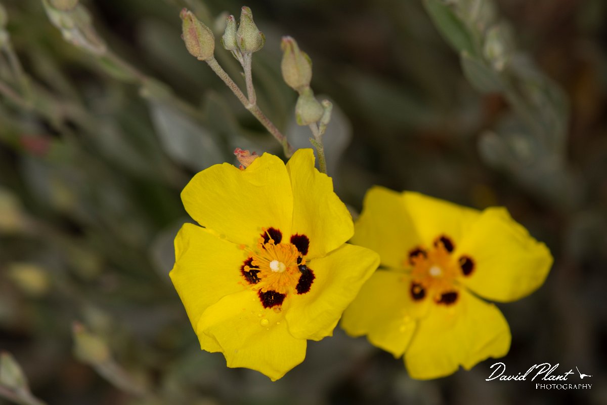 DPPhotography - Corsica - Halimium halimifolium - F.jpg - Halimium halimifolium - Tour de Diana, Etand de Diane, Corsica