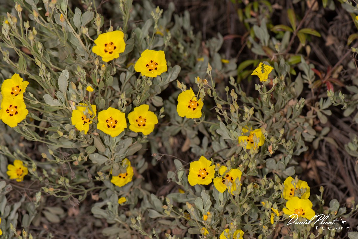 DPPhotography - Corsica - Halimium halimifolium - G.jpg - Halimium halimifolium - Tour de Diana, Etand de Diane, Corsica