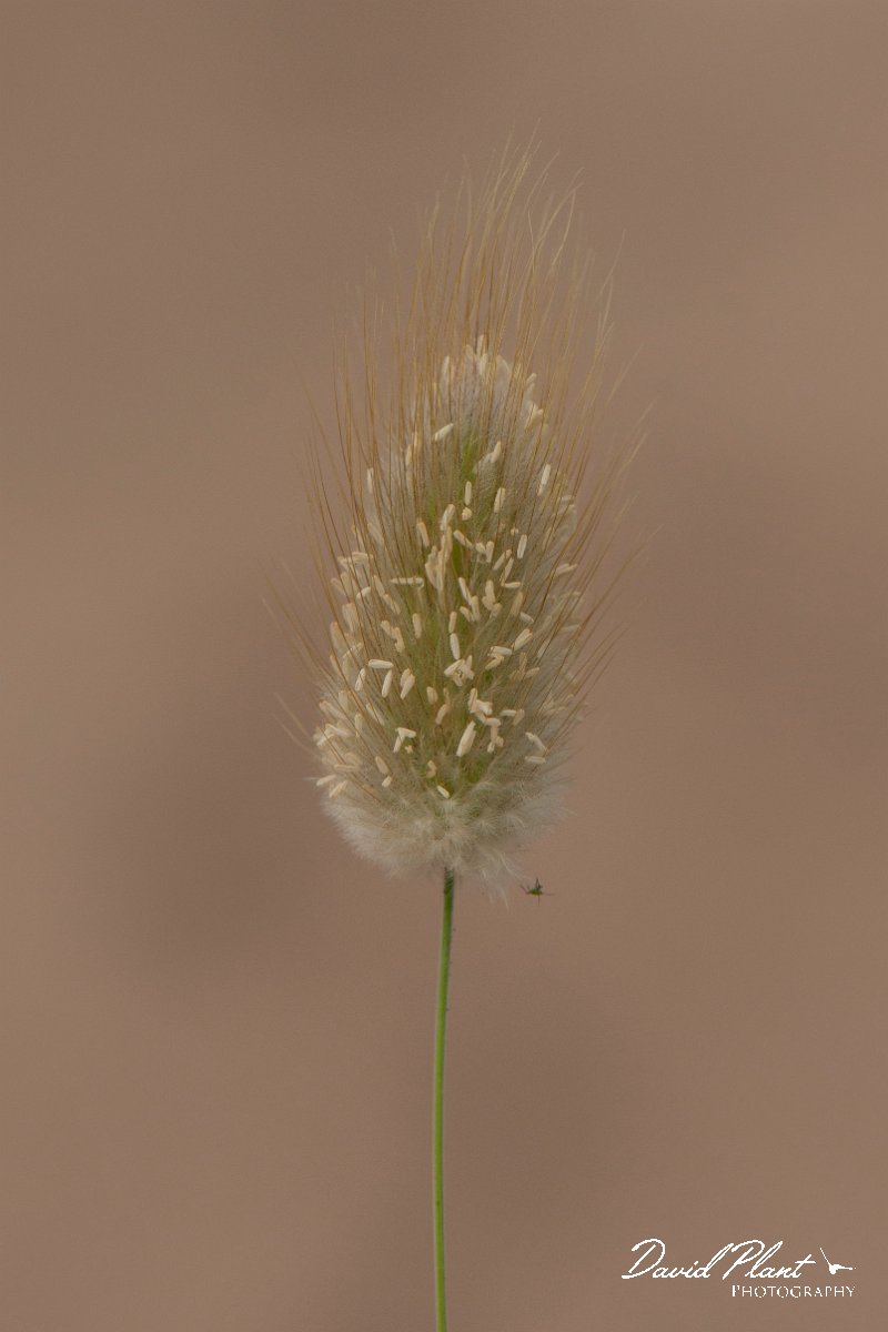 DPPhotography - Corsica - Harestail grass - A.jpg - Lagurus ovatus, Harestail grass - Coast Golfe de Ventilegne, Corsica