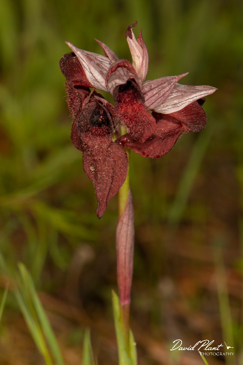 DPPhotography - Corsica - Heart-lipped tongue orchid, Serapias cordigera - A.jpg - Serapias cordigera, Heart-lipped tongue orchid - Verghello Valley, Corsica