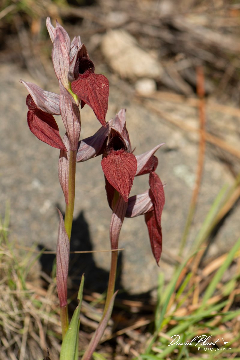 DPPhotography - Corsica - Heart-lipped tongue orchid, Serapias cordigera - B.jpg - Serapias cordigera, Heart-lipped tongue orchid - Verghello Valley, Corsica