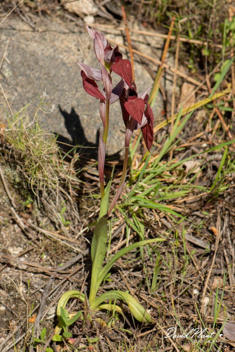DPPhotography - Corsica - Heart-lipped tongue orchid, Serapias cordigera - C.jpg - Serapias cordigera, Heart-lipped tongue orchid - Verghello Valley, Corsica