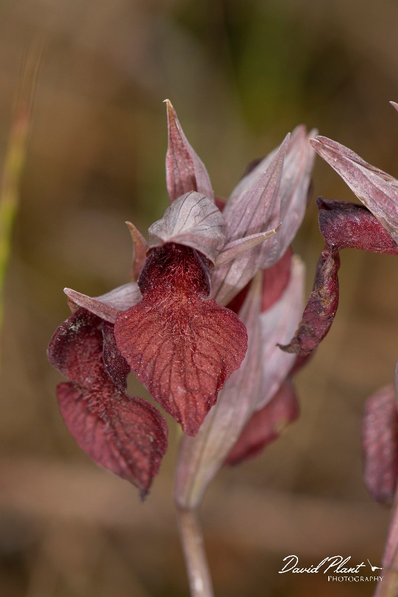DPPhotography - Corsica - Heart-lipped tongue orchid, Serapias cordigera - D.jpg - Serapias cordigera, Heart-lipped tongue orchid - Verghello Valley, Corsica
