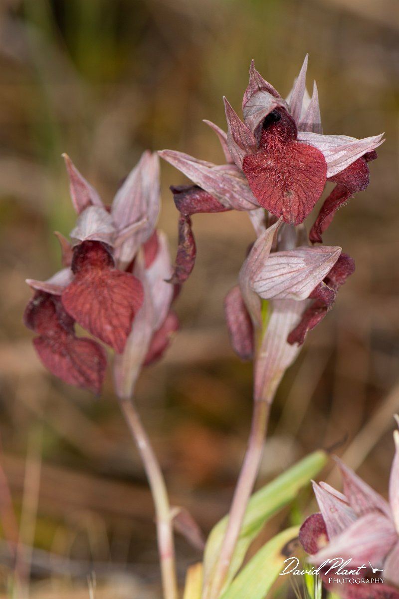 DPPhotography - Corsica - Heart-lipped tongue orchid, Serapias cordigera - E.jpg - Serapias cordigera, Heart-lipped tongue orchid - Verghello Valley, Corsica