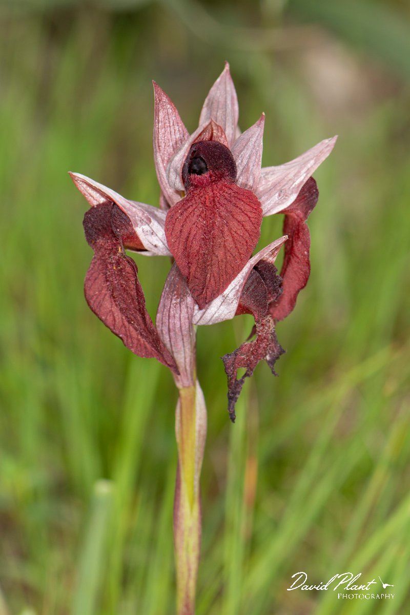 DPPhotography - Corsica - Heart-lipped tongue orchid, Serapias cordigera - F.jpg - Serapias cordigera, Heart-lipped tongue orchid - Verghello Valley, Corsica