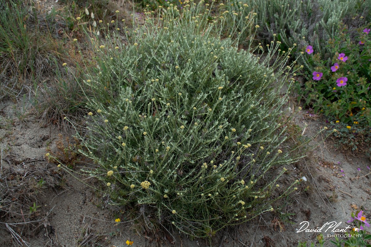 DPPhotography - Corsica - Helichrysum italicum - A.jpg - Helichrysum italicum - Tour de Diana, Etand de Diane, Corsica