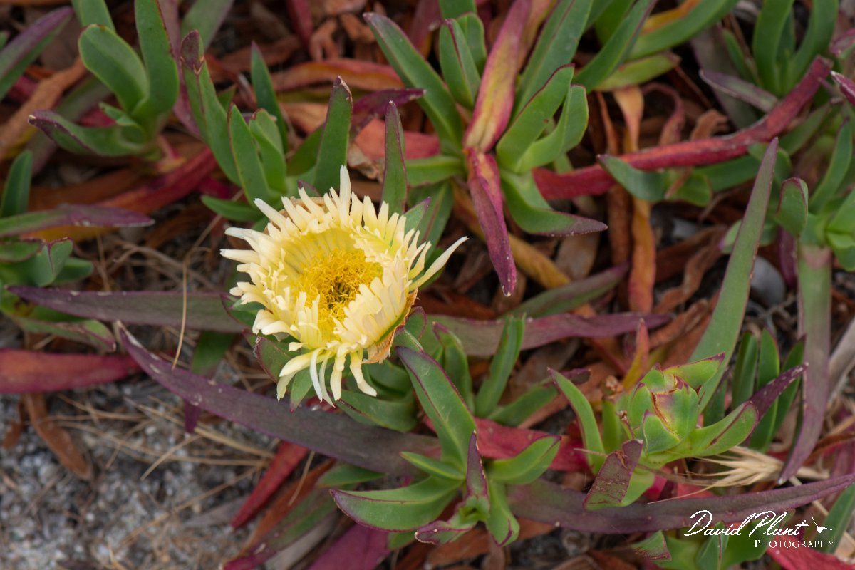 DPPhotography - Corsica - Hottentot fig, Carpobrotus edulis - A.jpg - Carpobrotus edulis, Hottentot fig - Marina d'Oru beach, Corsica