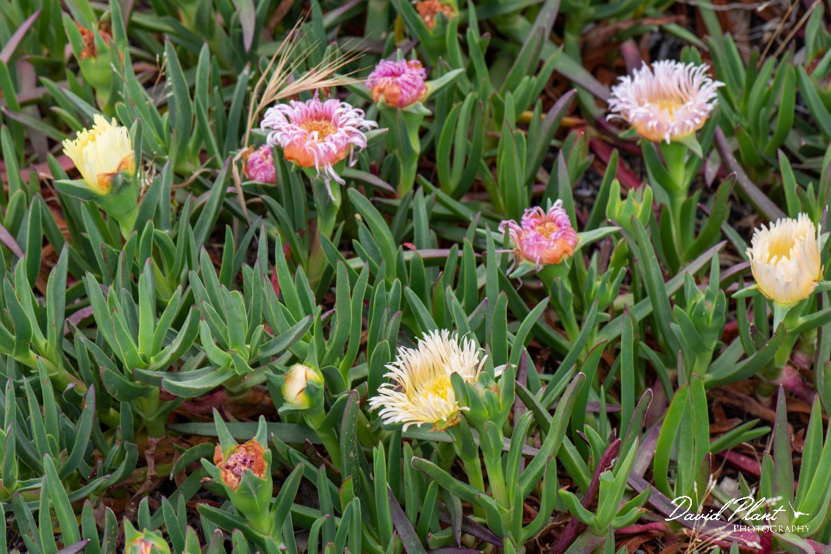 DPPhotography - Corsica - Hottentot fig, Carpobrotus edulis - B.jpg - Carpobrotus edulis, Hottentot fig - Marina d'Oru beach, Corsica